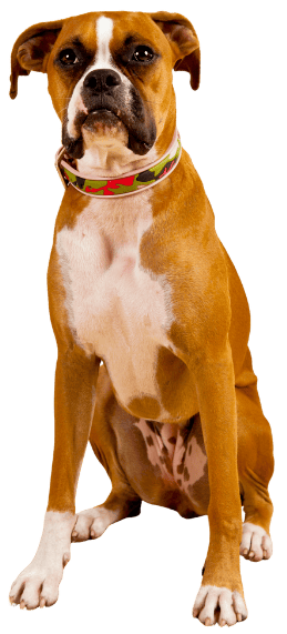 boxer-min